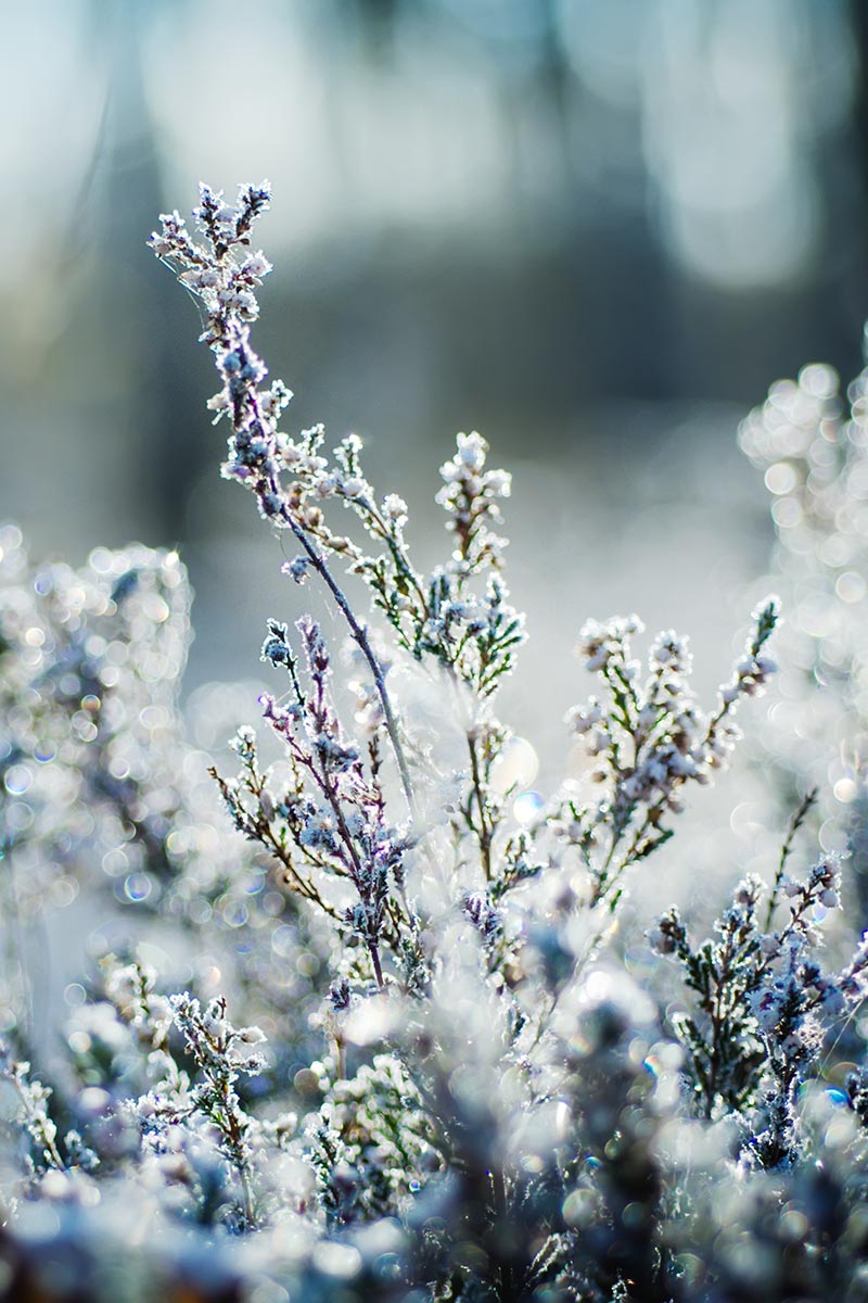 Frozen heather flower